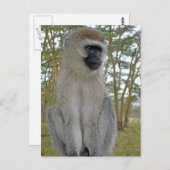 Vervet Monkey Postkarte (Vorne/Hinten)