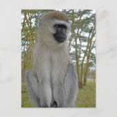 Vervet Monkey Postkarte (Vorderseite)