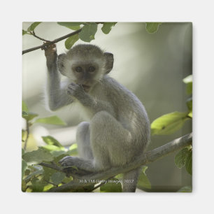 Vervet Monkey, Simbabwe Magnet
