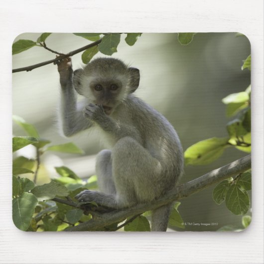 Vervet Monkey, Simbabwe Mousepad (Vorne)