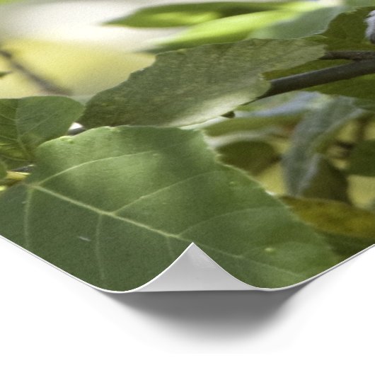 Vervet Monkey, Simbabwe Poster (Ecke)