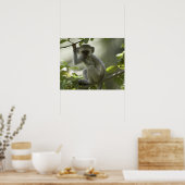 Vervet Monkey, Simbabwe Poster (Küche)