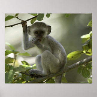 Vervet Monkey, Simbabwe Poster