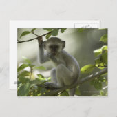 Vervet Monkey, Simbabwe Postkarte (Vorne/Hinten)