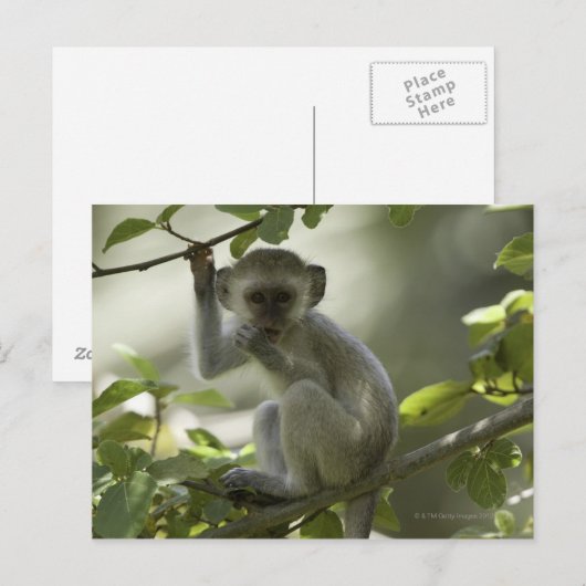 Vervet Monkey, Simbabwe Postkarte (Vorne/Hinten)