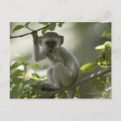 Vervet Monkey, Simbabwe Postkarte (Vorderseite)