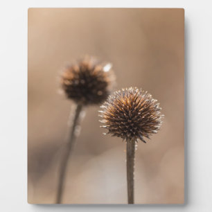 Verwelkte Kugeldistel im Herbst Makro Fotoplatte