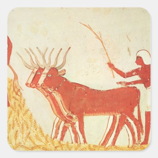 Verwendung von Kühen, um Weizen zu trampeln Quadratischer Aufkleber (Vorderseite)