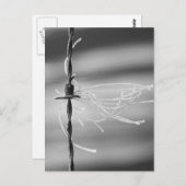 Verwickelte Threads - Standdraht-Lebensfotografie Postkarte (Vorne/Hinten)