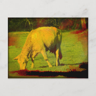 Verwitterte Weide Postkarte