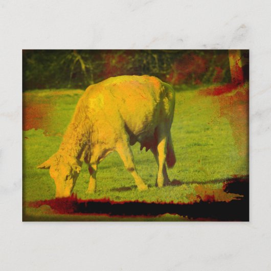 Verwitterte Weide Postkarte (Vorderseite)