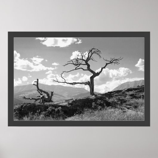 Verwitterter Baum (grenzt) Poster (Vorne)