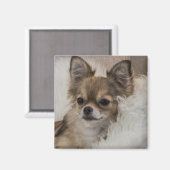 Verwöhnter Chihuahua entspannt sich Magnet (Vorderseite/Rückseite)