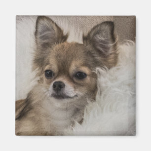 Verwöhnter Chihuahua entspannt sich Magnet