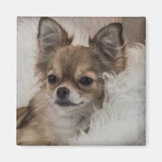 Verwöhnter Chihuahua entspannt sich Magnet (Vorne)