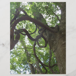 verworrene alte Weinreben in Bäumen