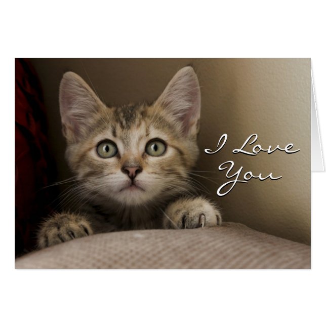 Very Sweet Tabby Kitten (Vorderseite (Horizontal))