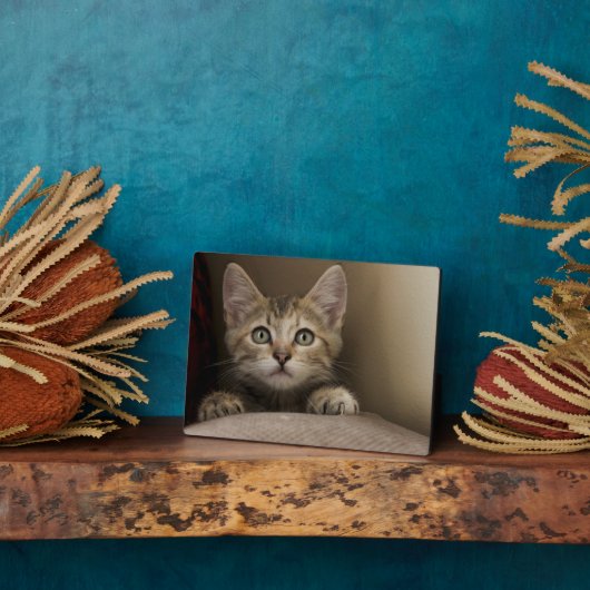 Very Sweet Tabby Kitten Fotoplatte (Seite)