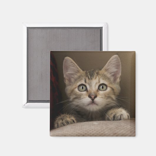 Very Sweet Tabby Kitten Magnet (Vorderseite/Rückseite)