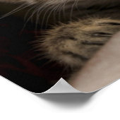 Very Sweet Tabby Kitten Poster (Ecke)