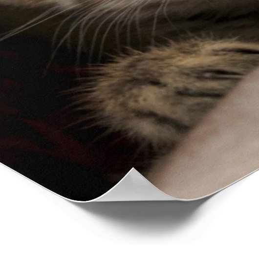 Very Sweet Tabby Kitten Poster (Ecke)