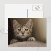 Very Sweet Tabby Kitten Postkarte (Vorne/Hinten)