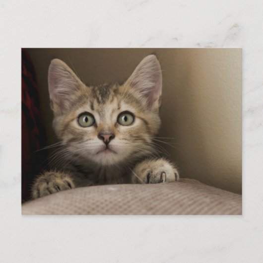 Very Sweet Tabby Kitten Postkarte (Vorderseite)
