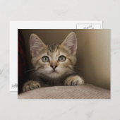 Very Sweet Tabby Kitten Postkarte (Vorne/Hinten)