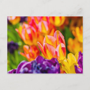 Verzaubernde Tulpen Postkarte