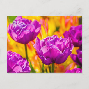 Verzaubernde violette Tulpen Postkarte