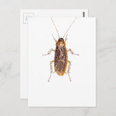 VERZAUBERT ROACH POSTKARTE (Vorne/Hinten)