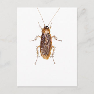 VERZAUBERT ROACH POSTKARTE