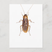 VERZAUBERT ROACH POSTKARTE (Vorderseite)