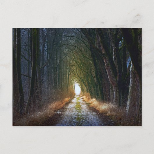 Verzauberte Forststraße 3 Postkarte (Vorderseite)