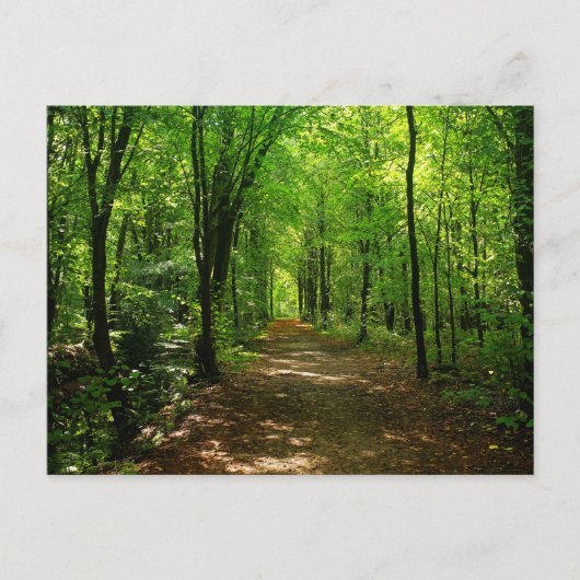 Verzauberte Forststraße 5 Postkarte (Vorderseite)