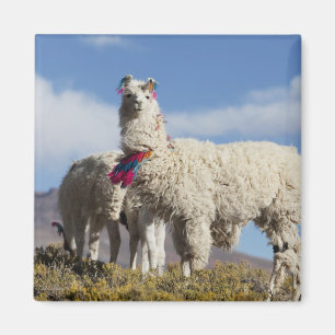 Verzierde Lama-Herde in der Puna, Anden Magnet