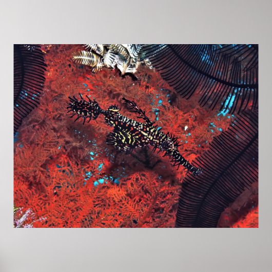 Verziert Ghost Pipefish Poster (Vorne)