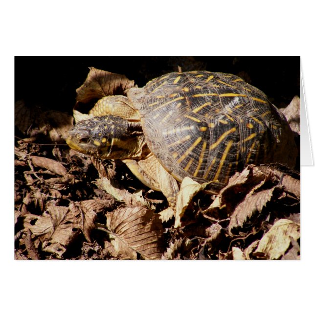 Verzierte Kasten-Schildkröte (Vorderseite (Horizontal))