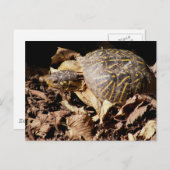 Verzierte Kasten-Schildkröte Postkarte (Vorne/Hinten)
