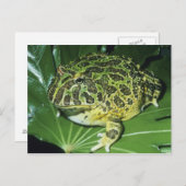 Verzierter gehörnter Frosch, (Ceratophrys ornata), Postkarte (Vorne/Hinten)