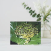 Verzierter gehörnter Frosch, (Ceratophrys ornata), Postkarte (Stehend Vorderseite)
