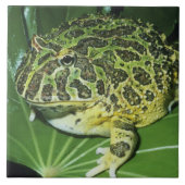 Verzierter Hornfrosch (Ceratophrys ornata), Fliese (Vorderseite)