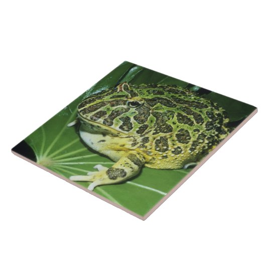 Verzierter Hornfrosch (Ceratophrys ornata), Fliese (Seite)