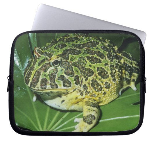 Verzierter Hornfrosch (Ceratophrys ornata), Laptopschutzhülle (Vorderseite)