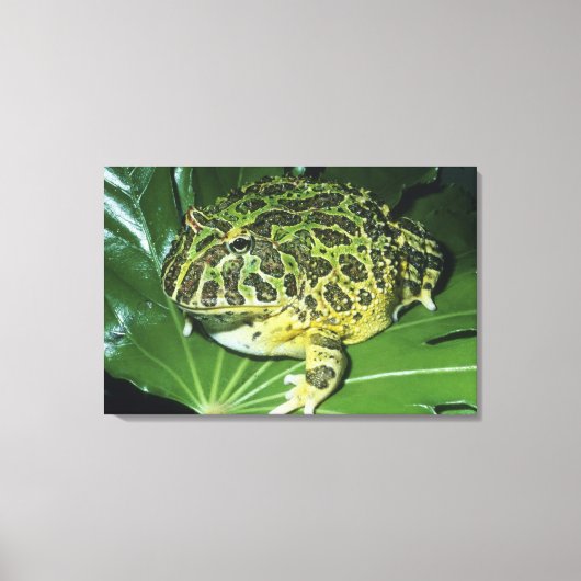 Verzierter Hornfrosch (Ceratophrys ornata), Leinwanddruck (Vorderseite)