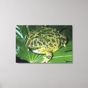Verzierter Hornfrosch (Ceratophrys ornata), Leinwanddruck