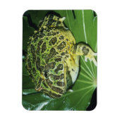 Verzierter Hornfrosch (Ceratophrys ornata), Magnet (Vertikal)