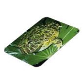 Verzierter Hornfrosch (Ceratophrys ornata), Magnet (Linke Seite)