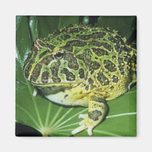 Verzierter Hornfrosch (Ceratophrys ornata), Magnet