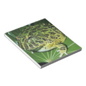 Verzierter Hornfrosch (Ceratophrys ornata), Notizblock (angewinkelt)